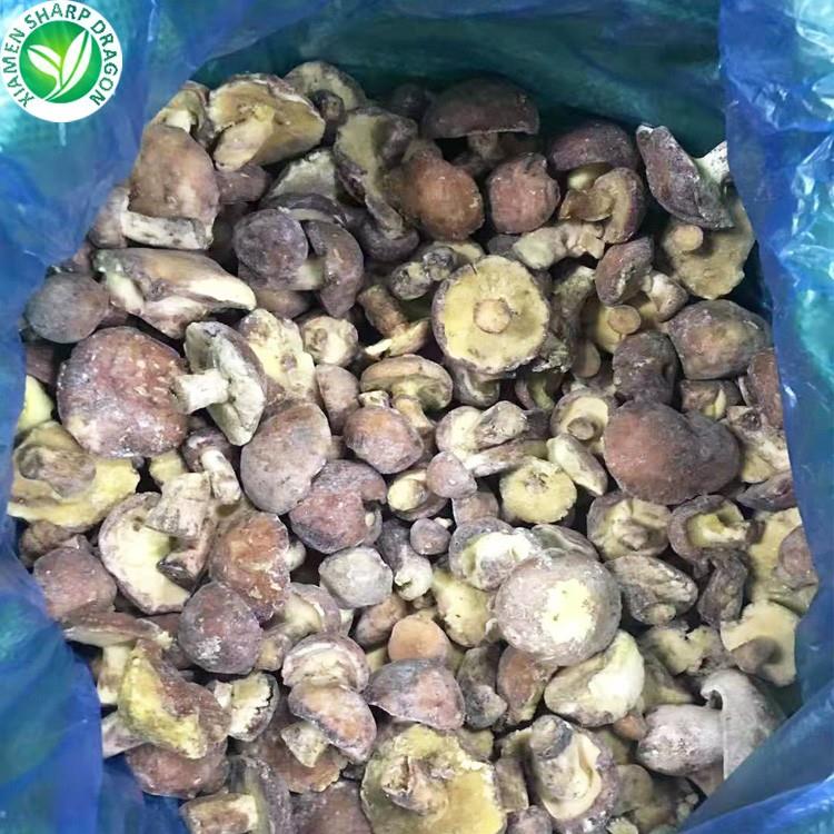 suillus granulatus wholesale 