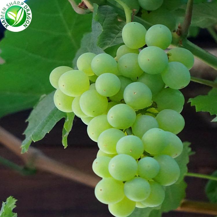 Green grapes assessed as a portioned evening snack