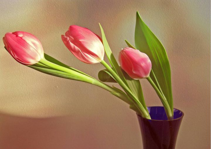 Ornamental tulips are separate from food ingredients Pink ornamental tulips displayed in a vase