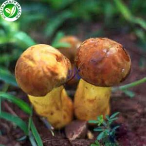 Pri djondjon Boletus