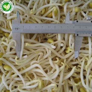 Ekspòtasyon nan frizè Mung Bean Sprout