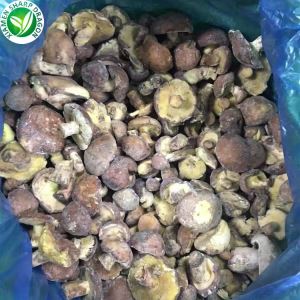 Suillus Granulatus kwit manje