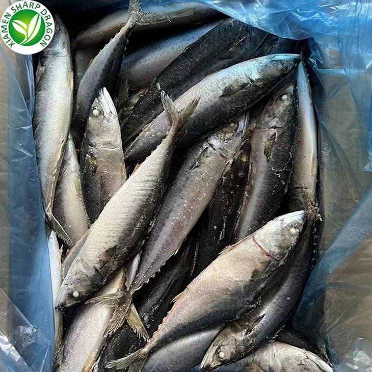 Frozen Pacific Mackerel