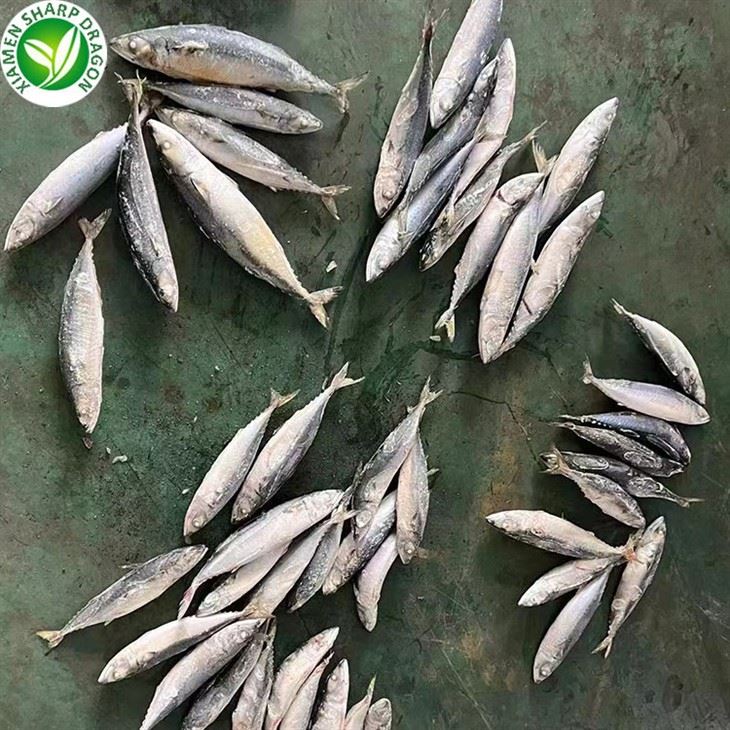 Frozen Pacific Mackerel